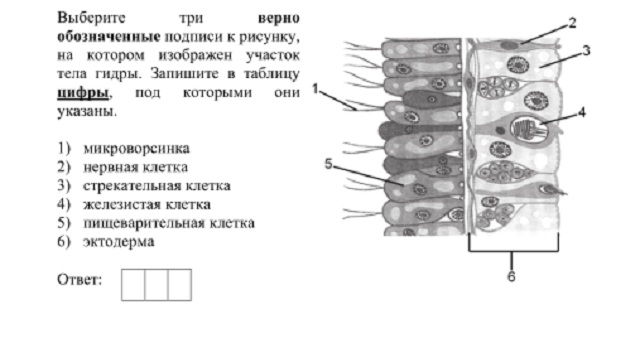 Mega зеркало официальный сайт