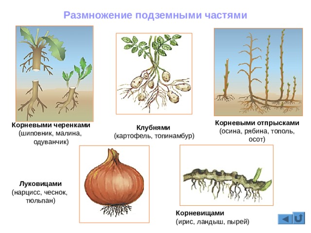 Mega darknet ссылка tor book net